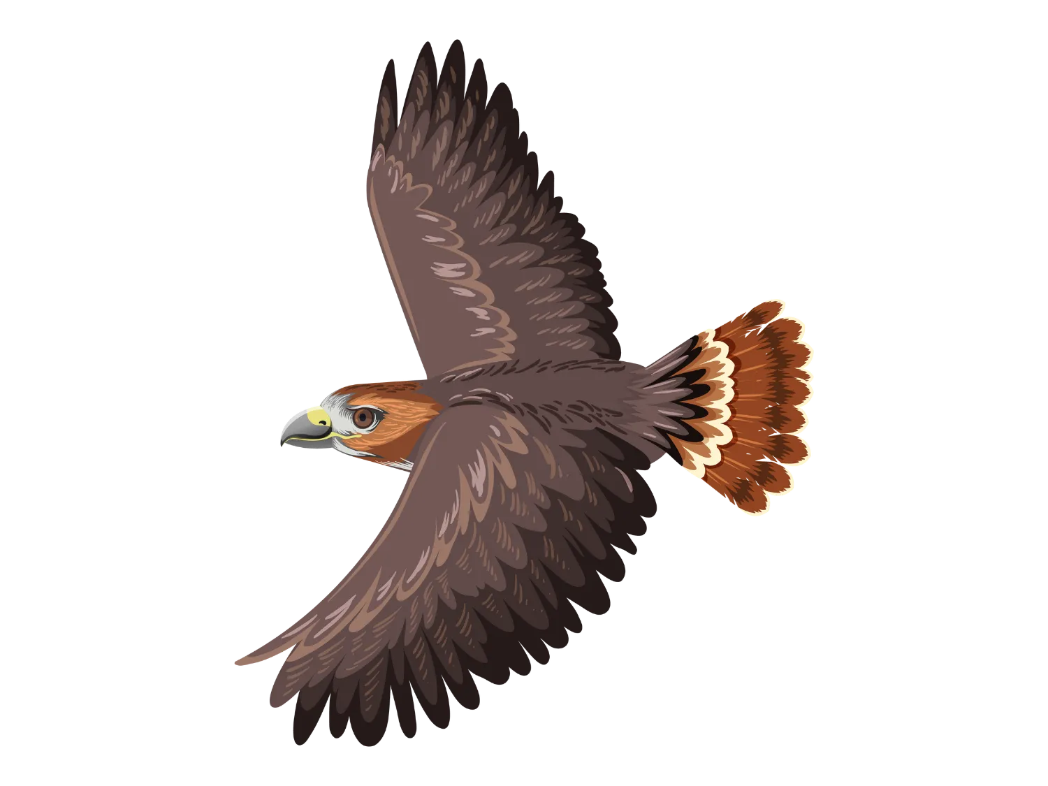 Kumpulan Gambar Burung Elang Paling Bagus dan Terlengkap 26 Gambar Burung Elang