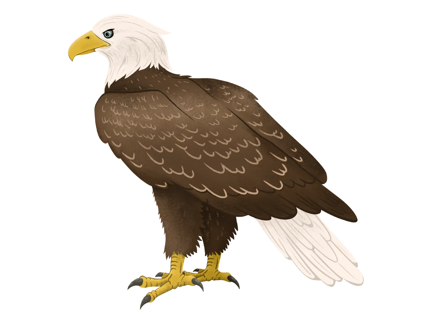 Kumpulan Gambar Burung Elang Paling Bagus dan Terlengkap 25 Gambar Burung Elang