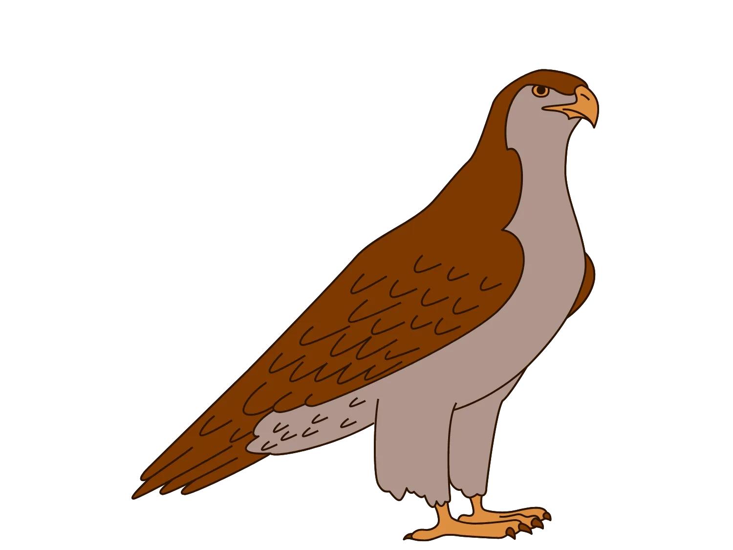 Kumpulan Gambar Burung Elang Paling Bagus dan Terlengkap 24 Gambar Burung Elang