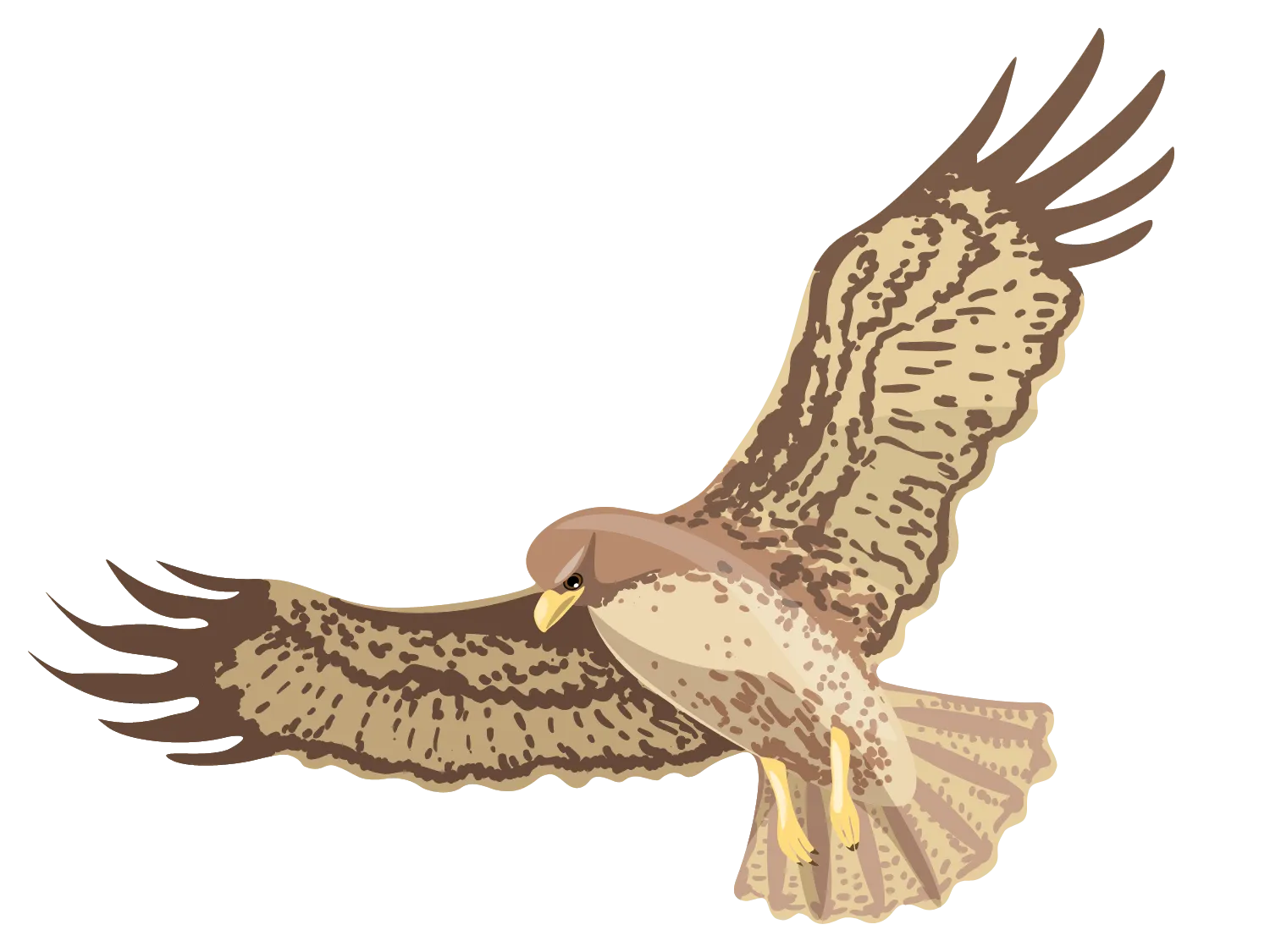 Kumpulan Gambar Burung Elang Paling Bagus dan Terlengkap 22 Gambar Burung Elang