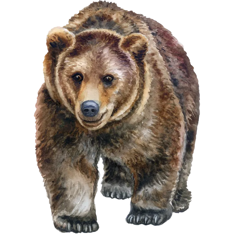 Kumpulan Gambar Beruang Kartun Paling Bagus dan Terlengkap 8 Gambar Beruang Kartun