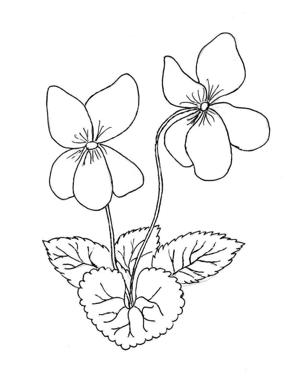 Kumpulan Gambar Bunga Yang Mudah Terbagus dan Terlengkap 12 Gambar Bunga Yang Mudah