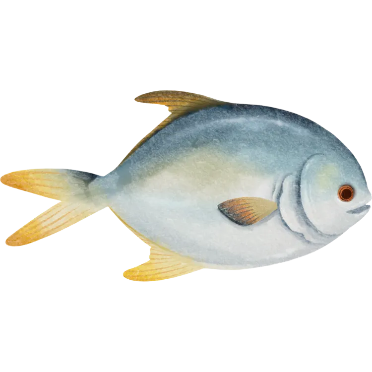 Kumpulan Gambar Ikan Kartun Paling Bagus dan Terlengkap 13 Gambar Ikan Kartun