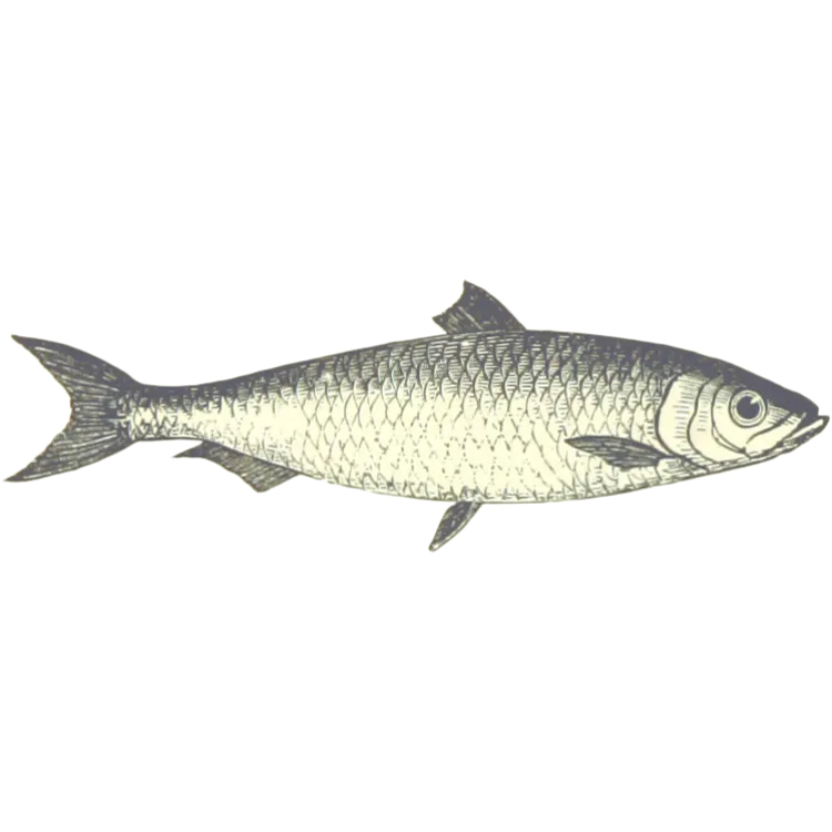 Kumpulan Gambar Ikan Kartun Paling Bagus dan Terlengkap 11 Gambar Ikan Kartun