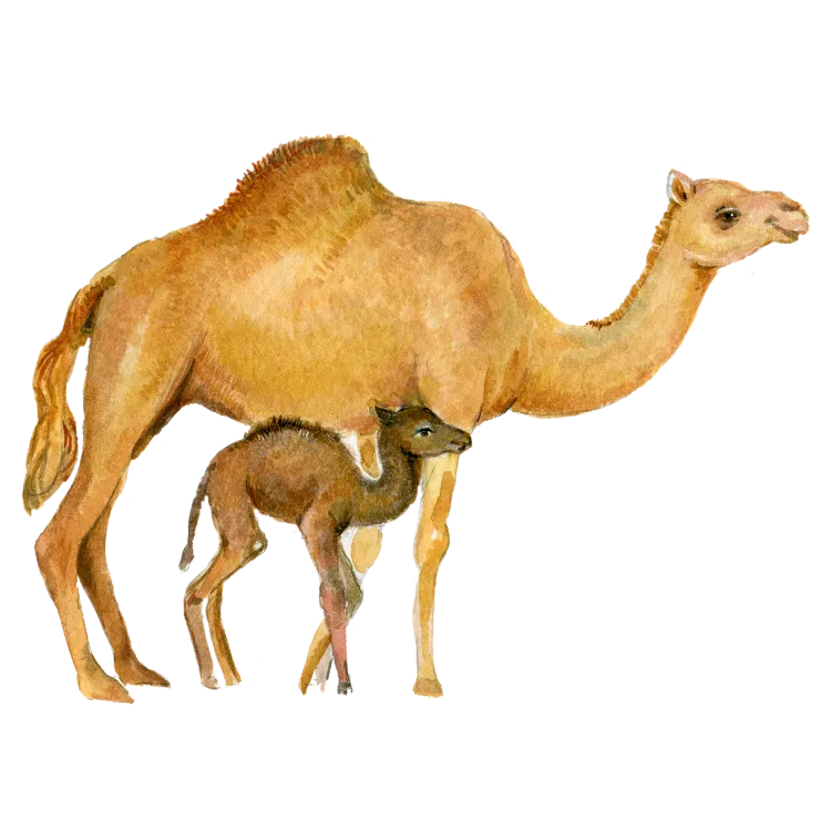 Kumpulan Gambar Unta Kartun Paling Bagus dan Terlengkap 16 Gambar Unta Kartun