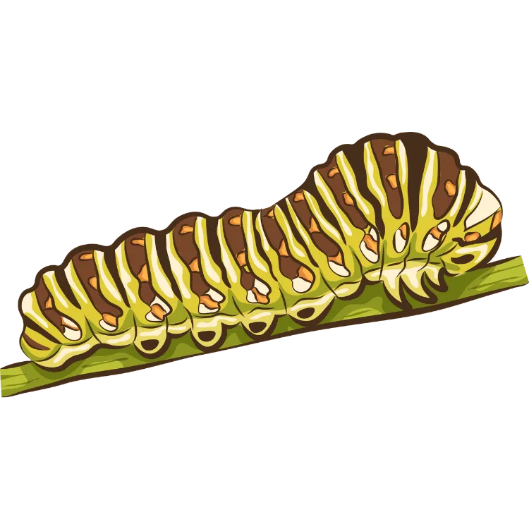 Kumpulan Gambar Ulat Kartun Paling Bagus dan Terlengkap 16 Gambar Ulat Kartun