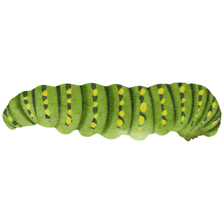 Kumpulan Gambar Ulat Kartun Paling Bagus dan Terlengkap 4 Gambar Ulat Kartun