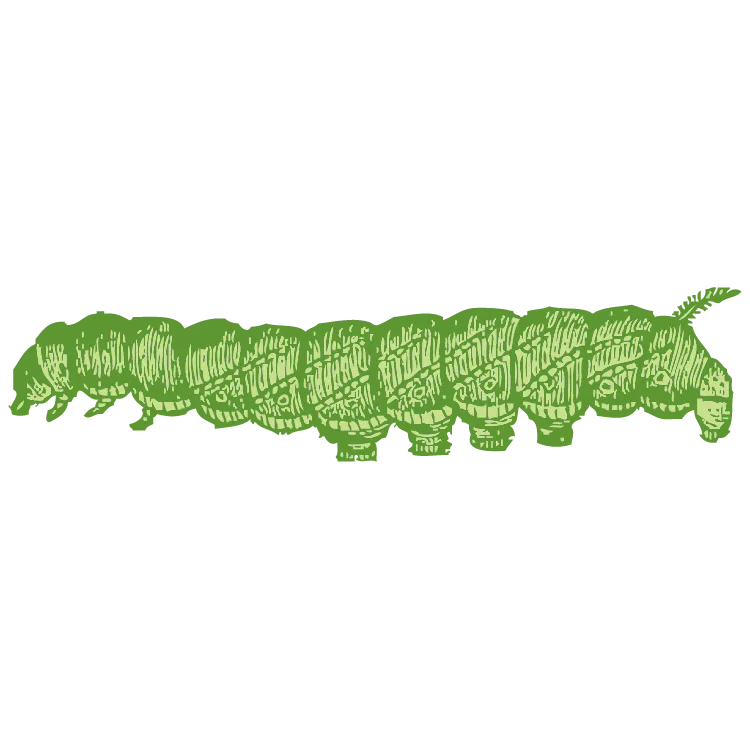 Kumpulan Gambar Ulat Kartun Paling Bagus dan Terlengkap 2 Gambar Ulat Kartun