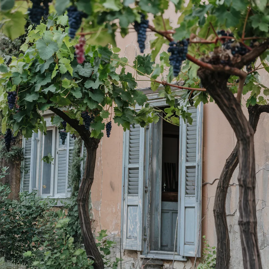 Gambar Anggur 30 gambar anggur