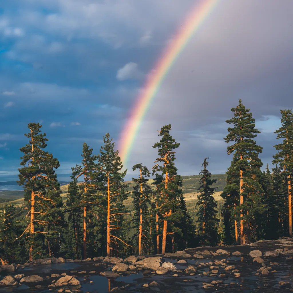 gambar kartun pohon cemara 17 gambar kartun pohon cemara