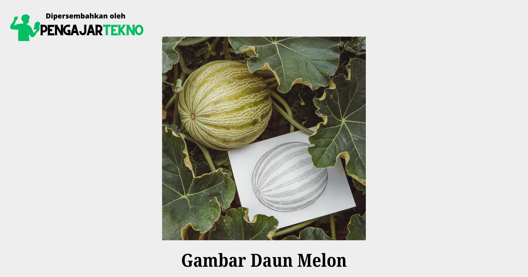 gambar daun melon