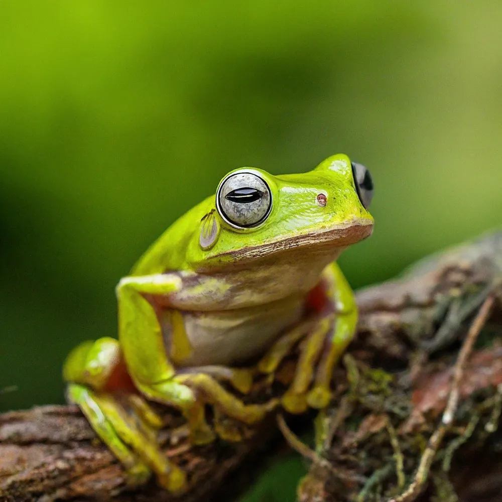Gambar Morfologi Katak 31 gambar morfologi katak