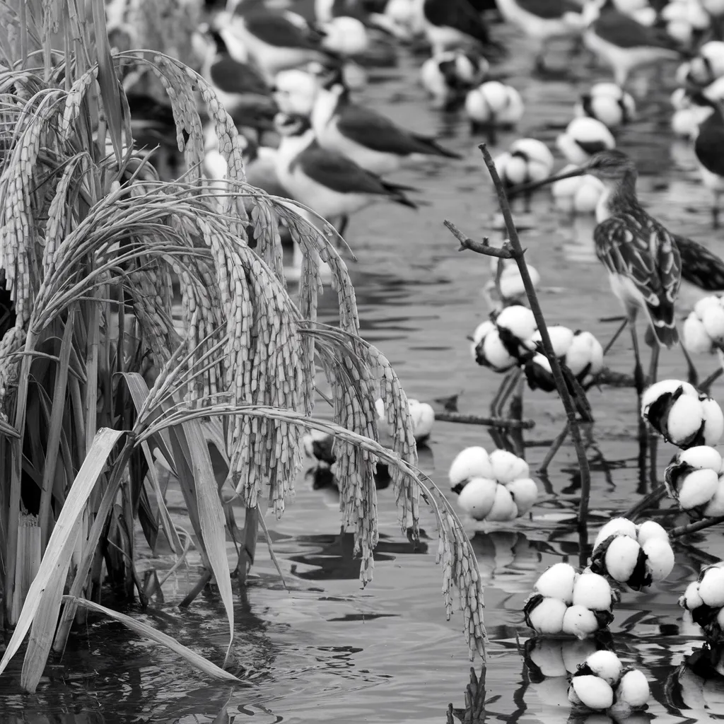 Gambar Padi dan Kapas Hitam Putih 28 gambar padi dan kapas hitam putih